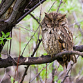 Eastern Screech Owl #3