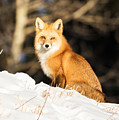 Fox in Snow #3