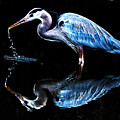 Reflections of a Great Blue Heron #1