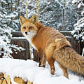 Winter Fox on Woodpile