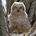 Stare Down