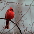 Cardinal After Rain